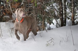 Dog training shock collars help you control your dog from a distance.