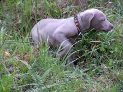 Weimaraner puppy in scent training