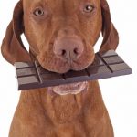 What to do if your dog ate chocolate