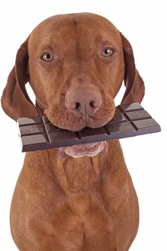 What to do if your dog ate chocolate