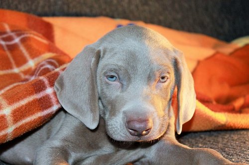 Diarrhea can be serious in your new Weimaraner puppy
