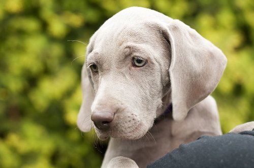 Weimaraner Weight Chart Age