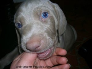 Dog teething and chewing on a person's finger