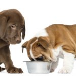 Dog food bowls for puppies