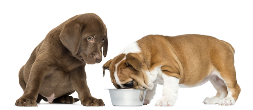 Dog food bowls for puppies