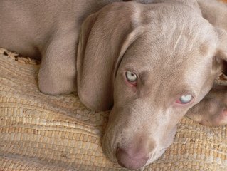 Weimaraners like this one can get canine Addison's disease.