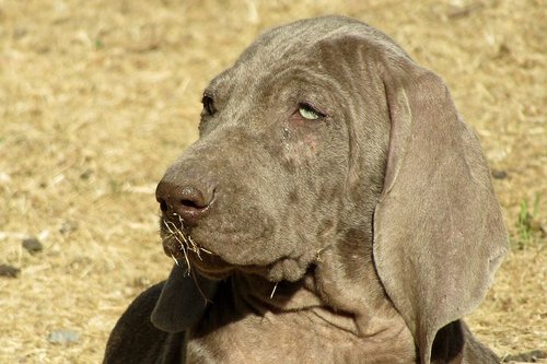 Cushings in dogs is a dreaded diagnosis for a Weimaraner.