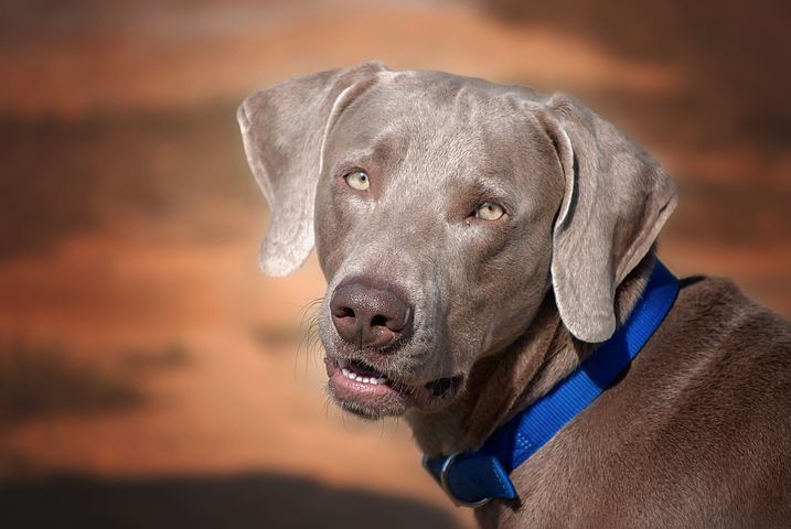 Symptoms of cushings in dogs like this Weimaraner