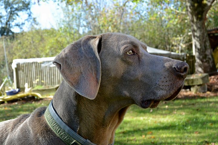 Dog hormone diseases in Weimaraners