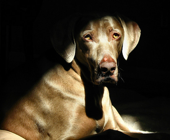 Hypothyroidism in dogs like this Weimaraner