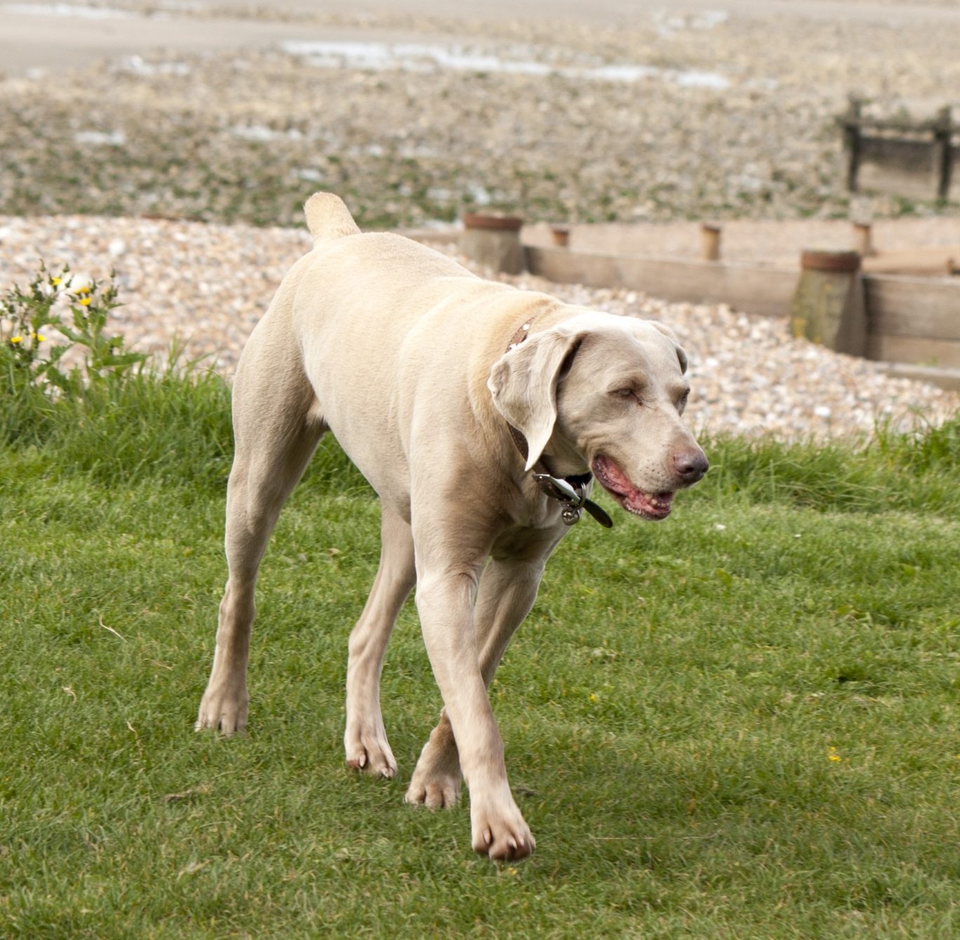 Osteoarthritis in Dogs: Does Your Weimaraner Have the Symptoms?