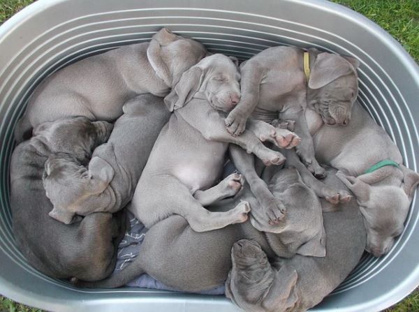 Weimaraner puppies sleeping