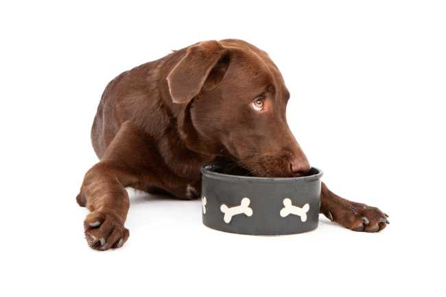 Best diet for Weimaraner puppies