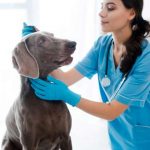 Weimaraners are prone to canine ear infections