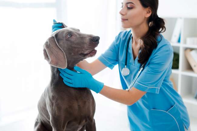 Weimaraners are prone to canine ear infections
