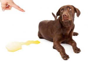Weimaraner with dog urine stain on floor