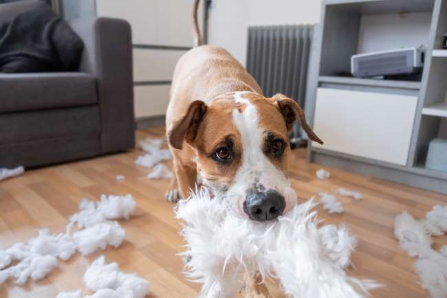 Dog with separation anxiety who tore a pillow apart