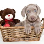 stuffed toy with Weimaraner puppy in basket