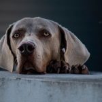 Regular eye care for Weimaraner dogs is important