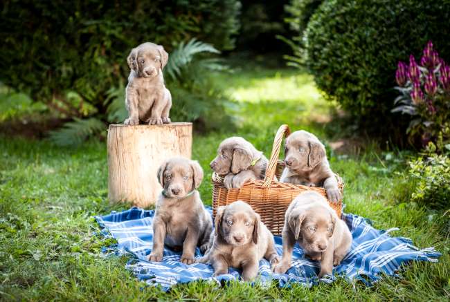 Weimaraner puppies on picnic blanket