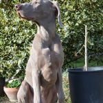 Old Weimaraner dogs can show arthritis symptoms