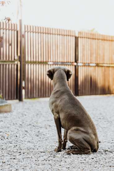 blind weimaraner dog in fence