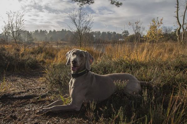 older Weimaraner in field, lying down