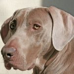 old Weimaraner dog with hearing loss