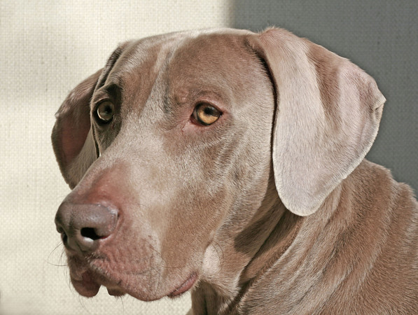 old Weimaraner dog with hearing loss