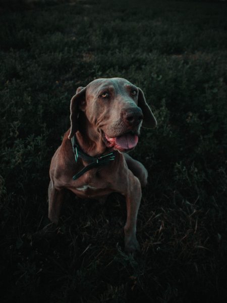 old weimaraner dog with dementia