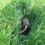 large dog after something in tall grass
