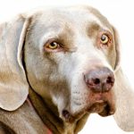 separation anxiety in older dogs