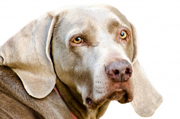 separation anxiety in older dogs