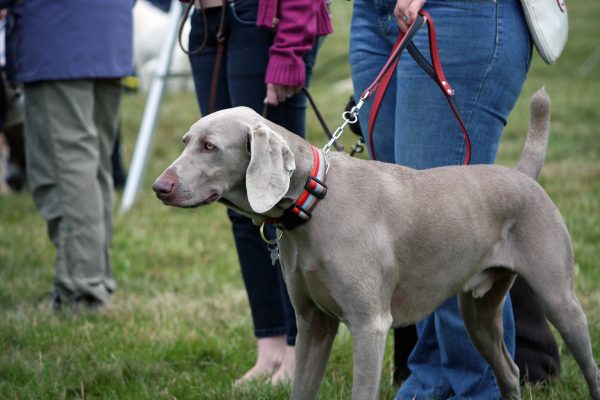 Blind Weimaraner dog on leash