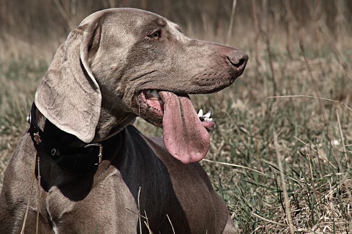 Weimaraner with tongue hanging out