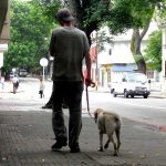 dog limping on a walk