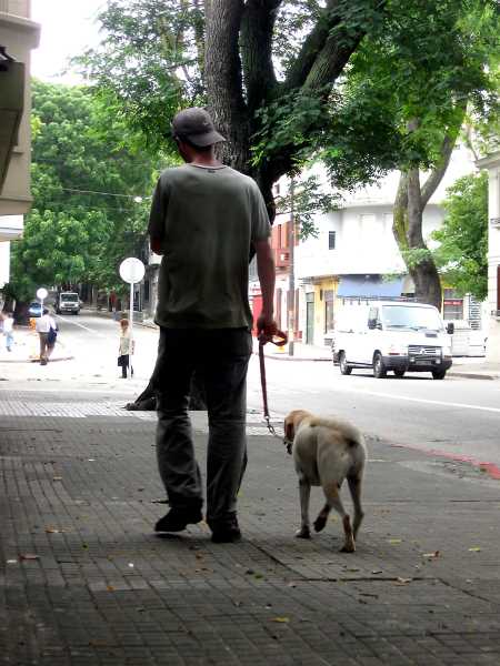 dog limping on a walk