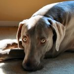 weimaraner with canine influenza
