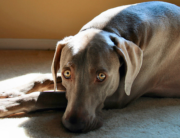 weimaraner with canine influenza