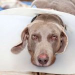 weimaraner with Elizabethan collar
