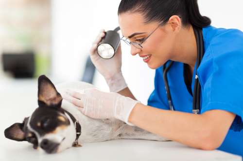 Vet examining dog for canine skin cancer