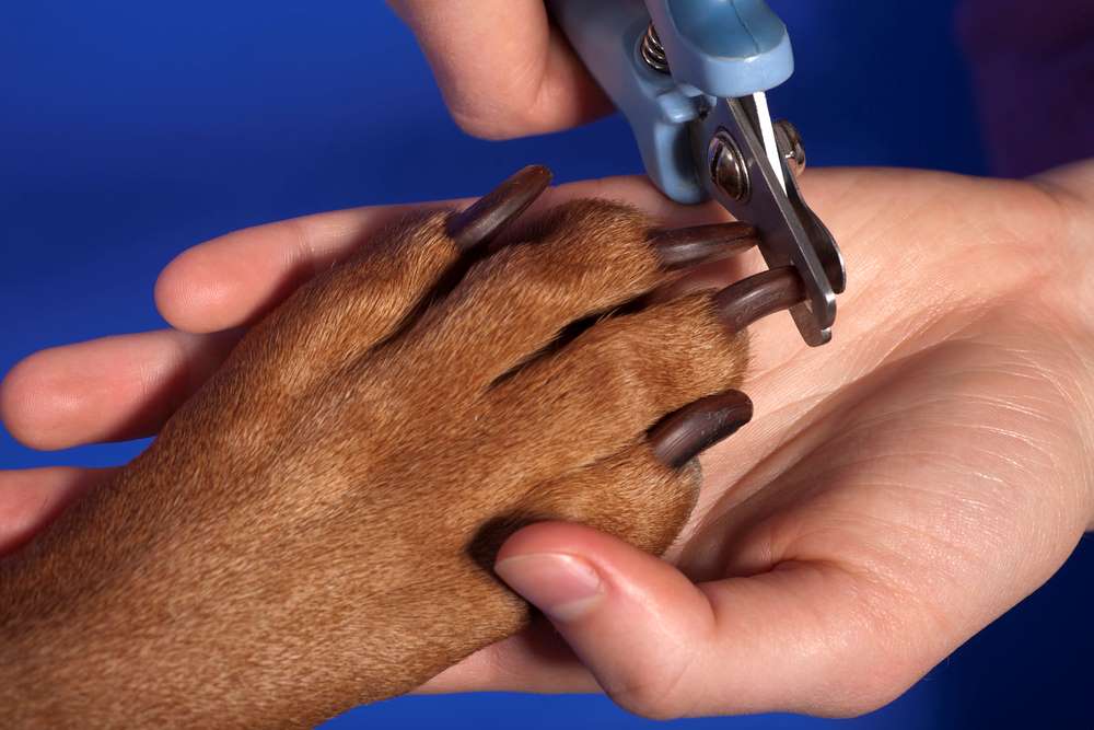 dog grooming trimming nails