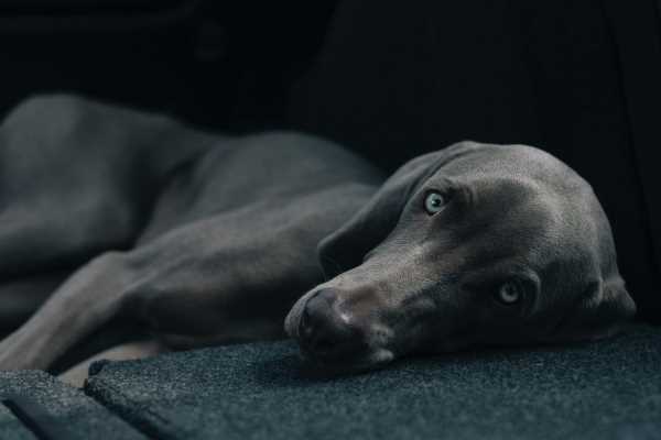 Emergency dog heat stroke treatment could save this Weimaraner who is lying down