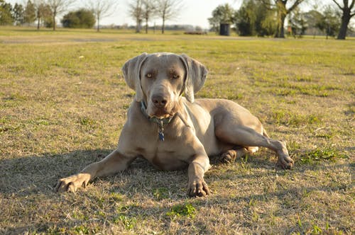 Weimaraner dog with rheumatoid arthritis, lying down on grass