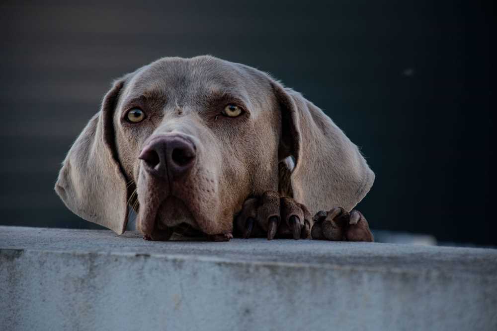 Kidney failure in dogs like this Weimaraner make them lethargic