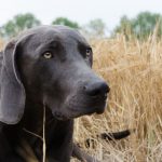 old Weimaraner in wheat field