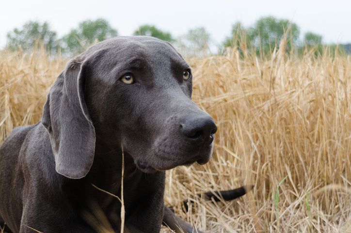 old Weimaraner in wheat field