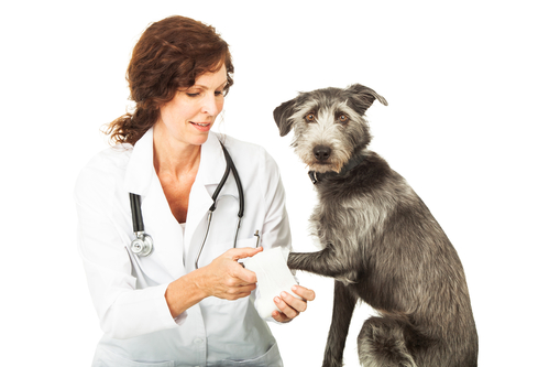 Pain relief for dogs like this dog with a hurt paw