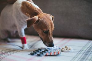 Dogs in pain may need medications