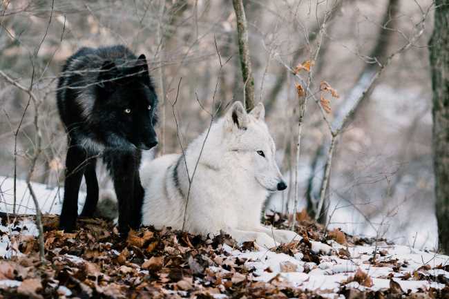 two wolves on a snowy day